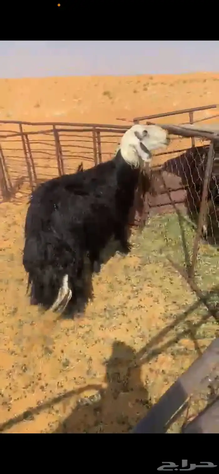 خروف 1