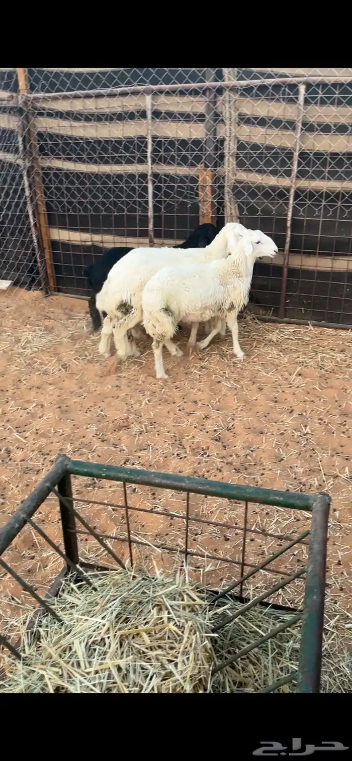طليان حريات لبيع 0