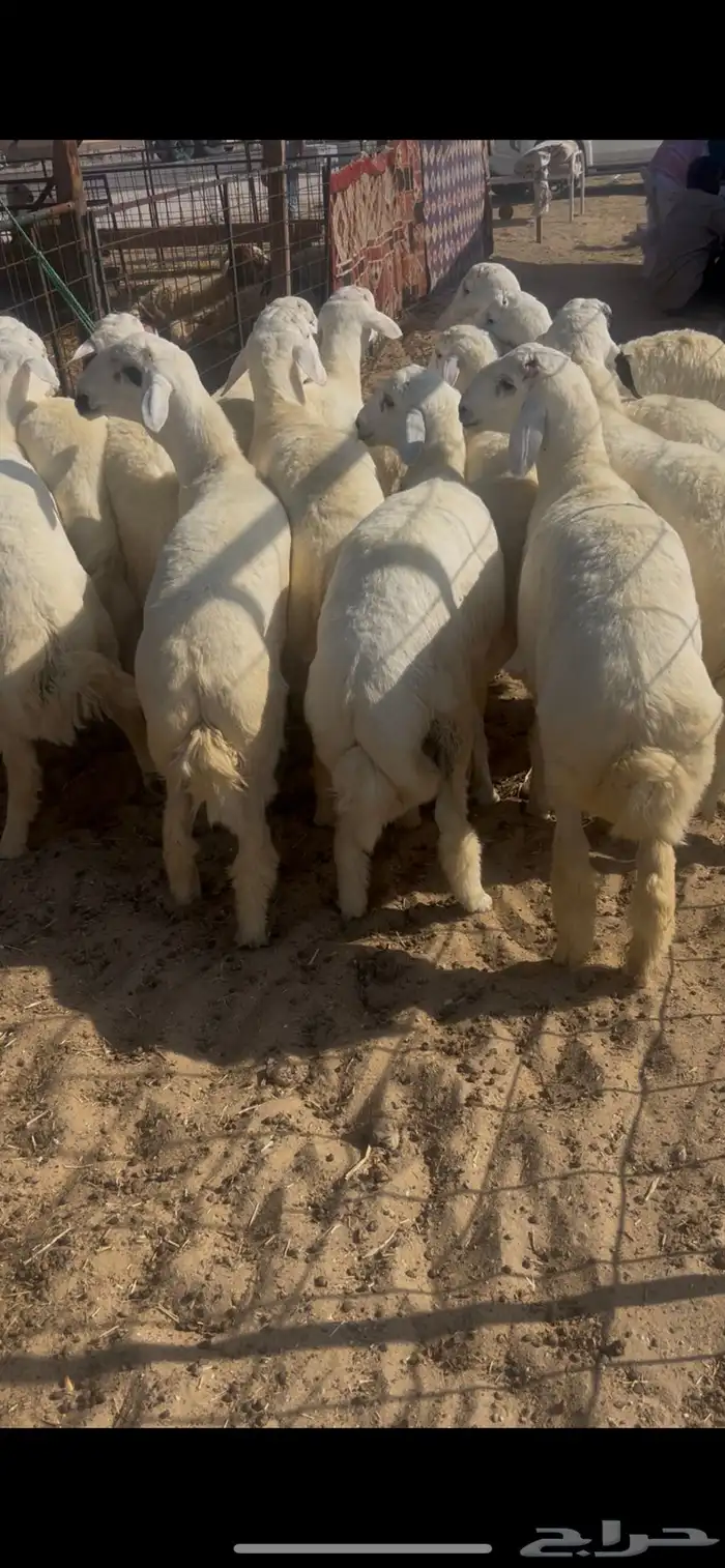 خرفان كناور نعيم ووسط وهرافي 13