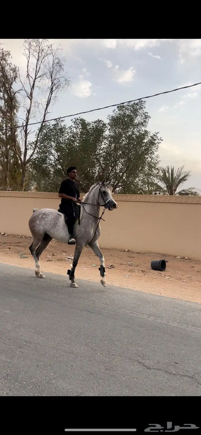 عسف الخيل 0