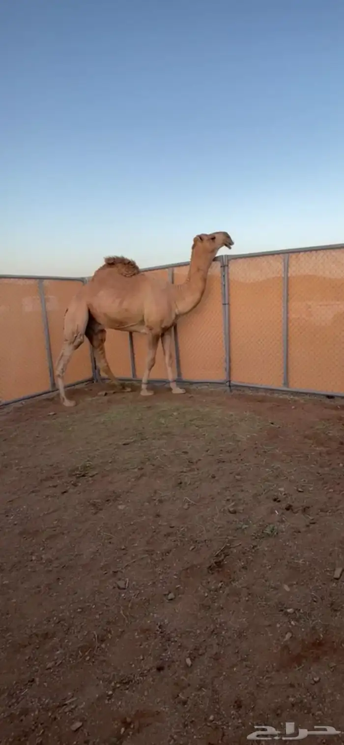 قعود جذع فحل كفوو سلاله طيبه وقويه 0