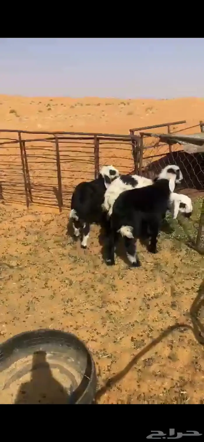 هرافي 0