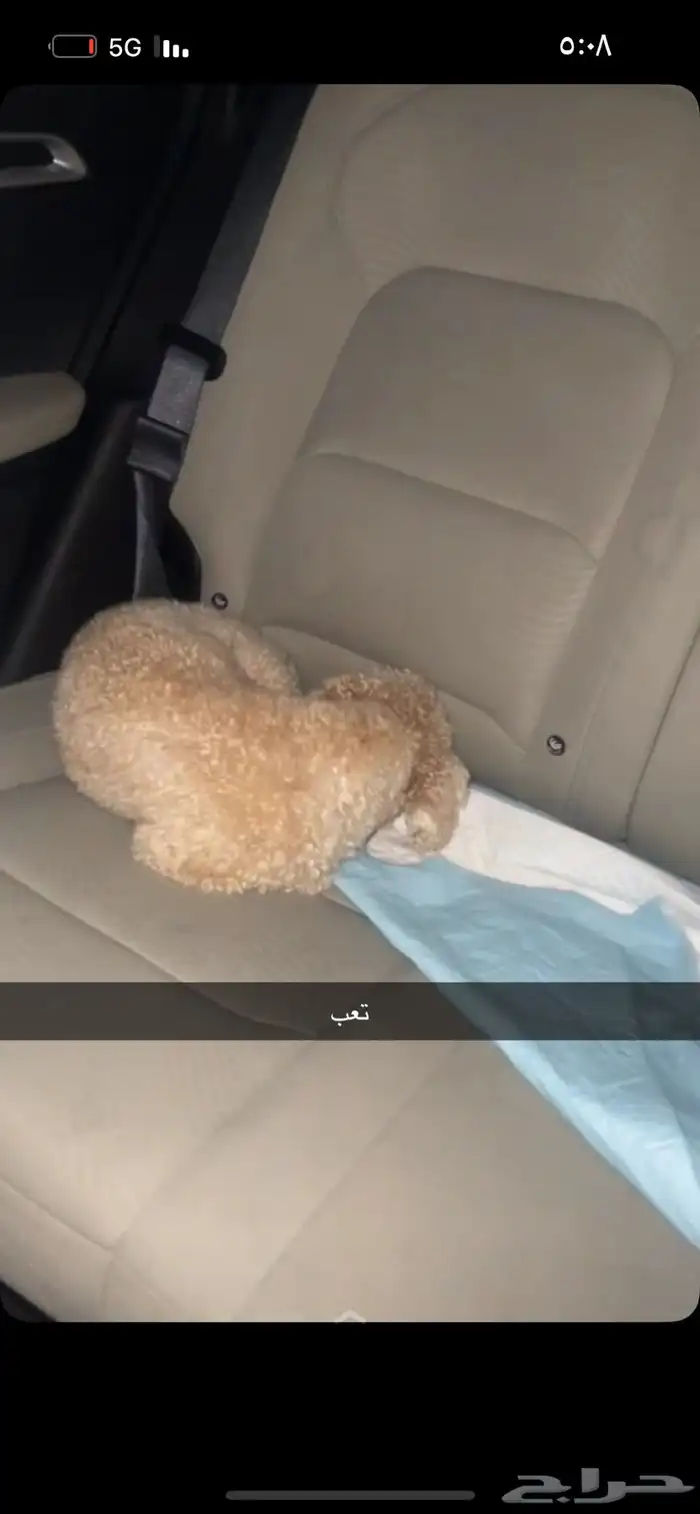 كلب بيودل أليف يحب اللعب للبيع 3