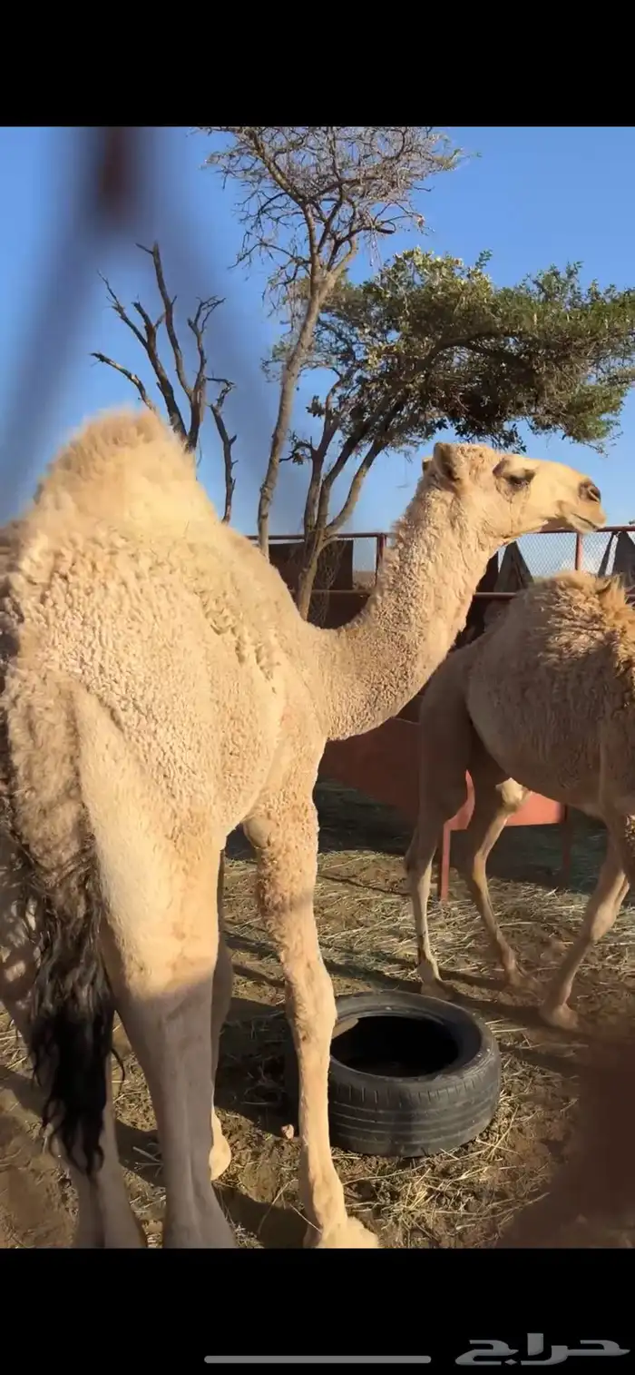 قعود للبيع 3