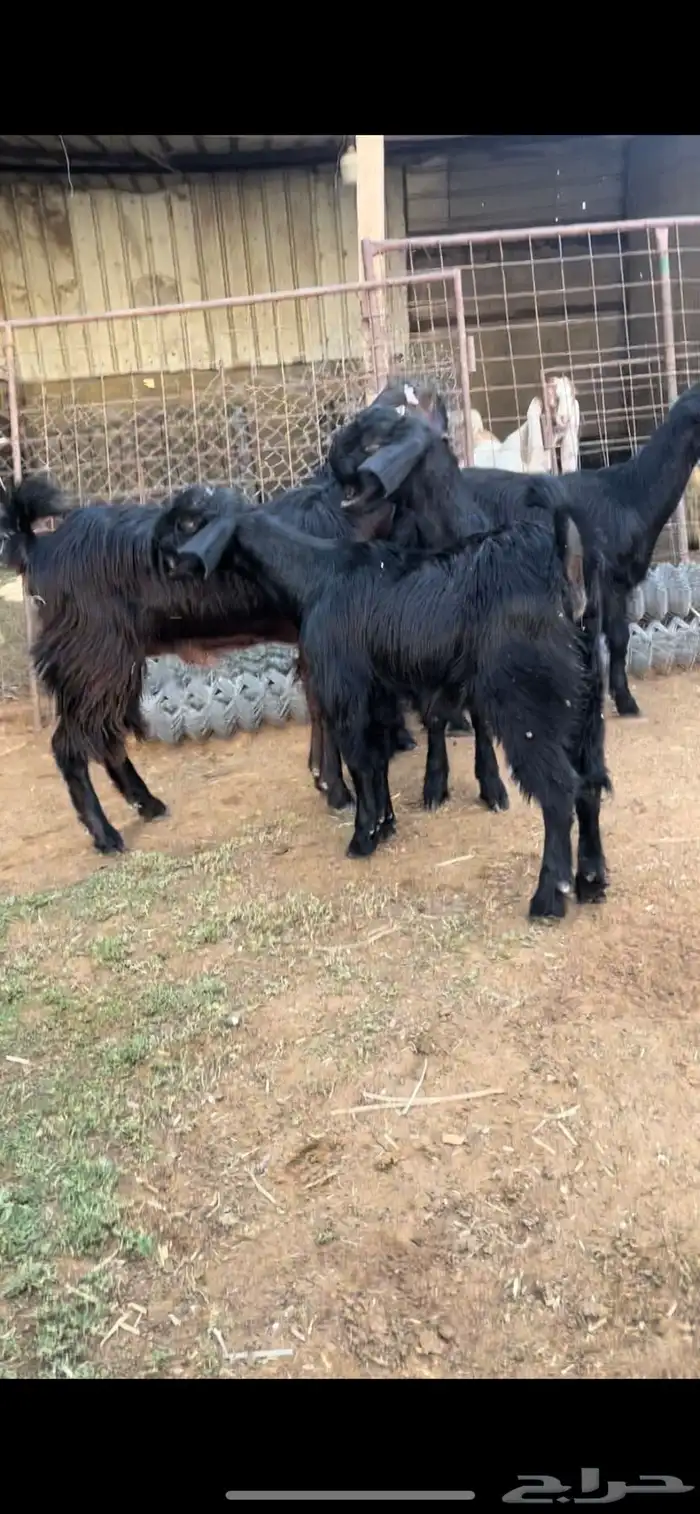 خمس جفار سوريات اعمارها 8 شهور وزياده تم البيع ت 6