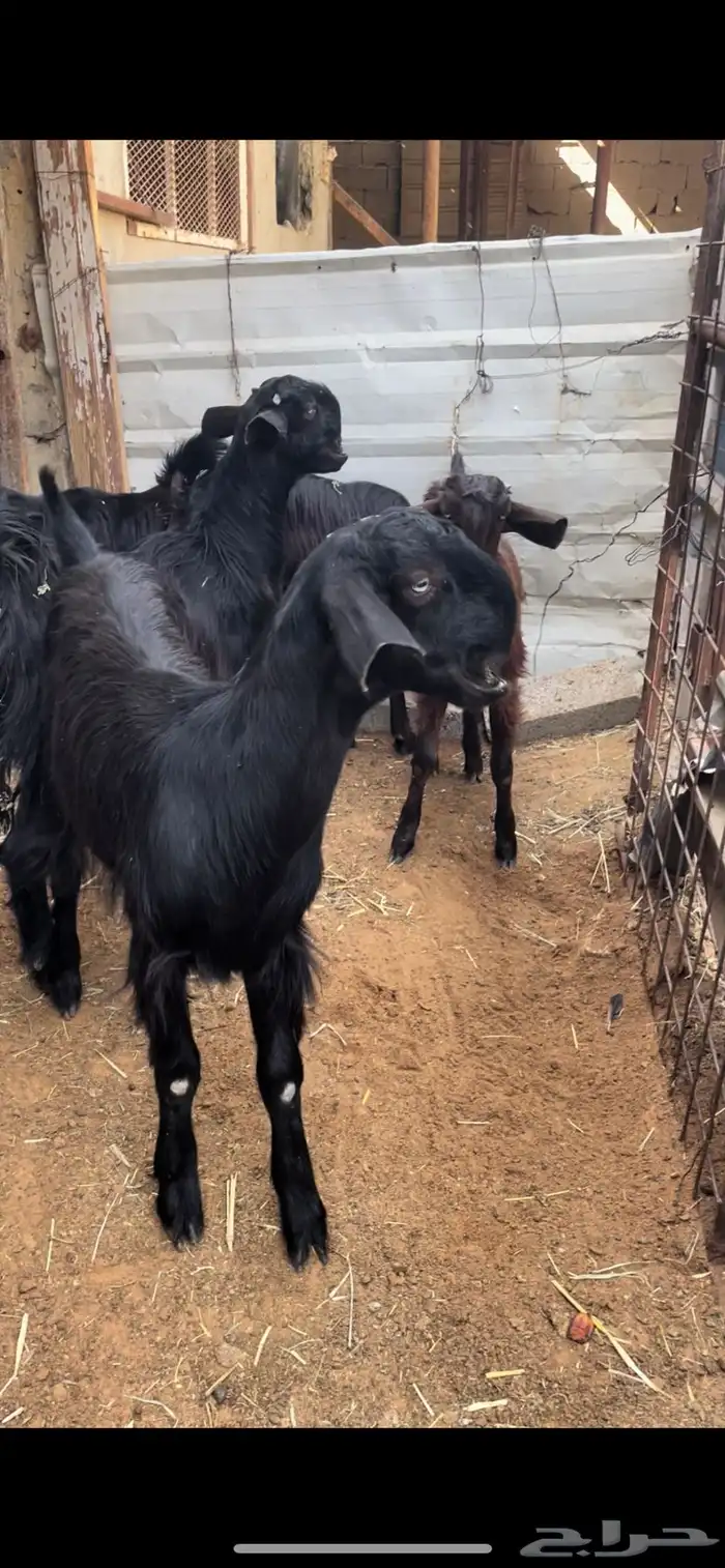 خمس جفار سوريات اعمارها 8 شهور وزياده تم البيع ت 2