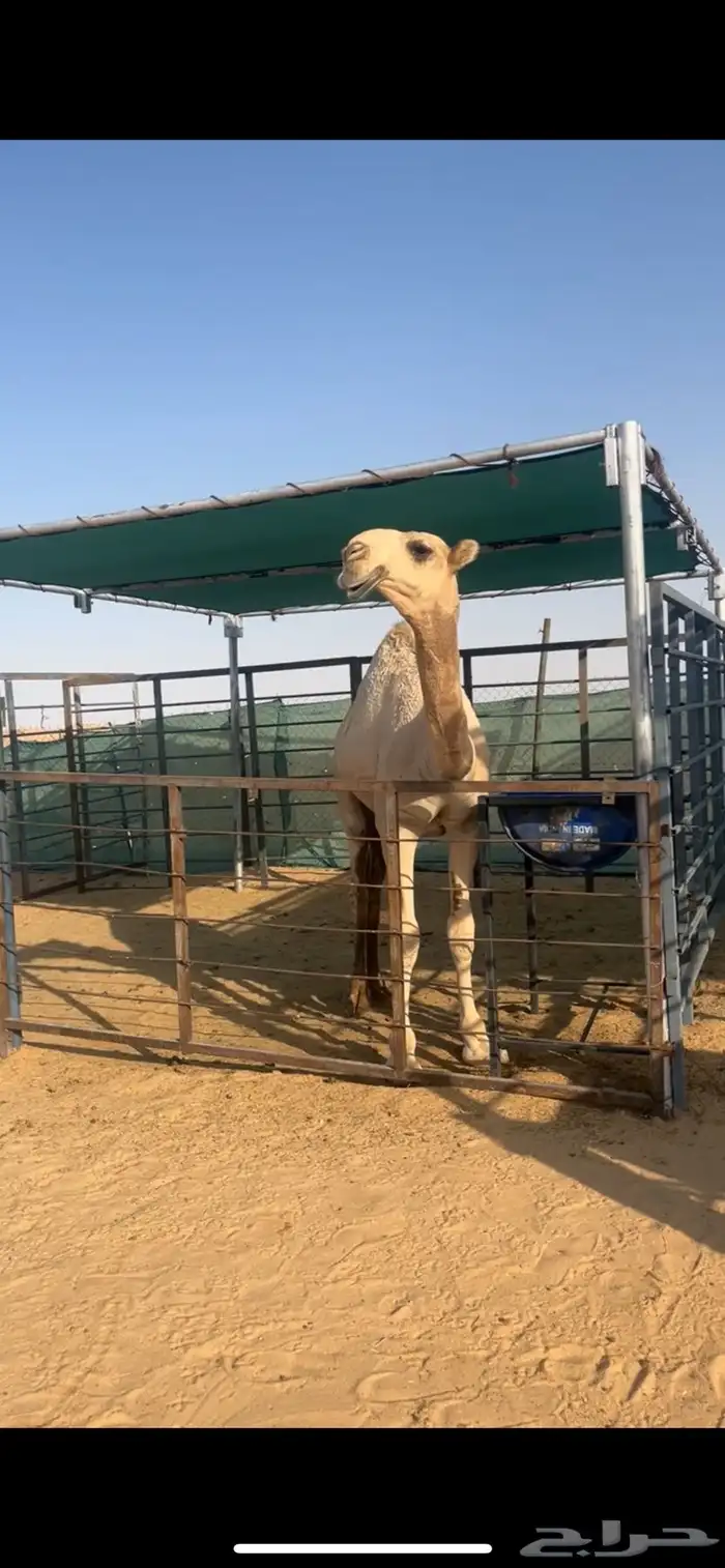 قعود اشقح على زعيم بعير فنجال الشيباني 0