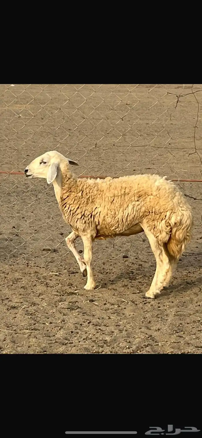 رخل حرشاء 0