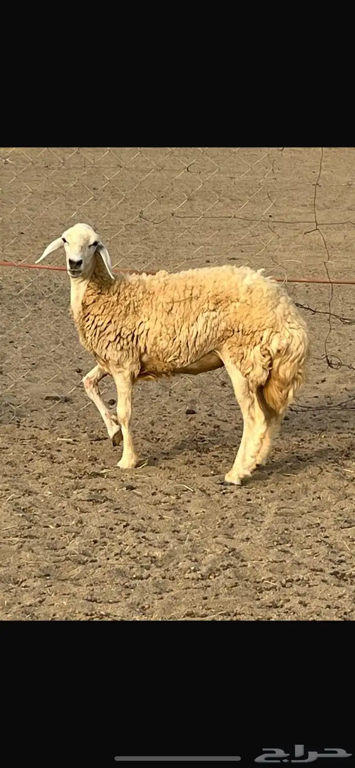 رخل حرشاء 1