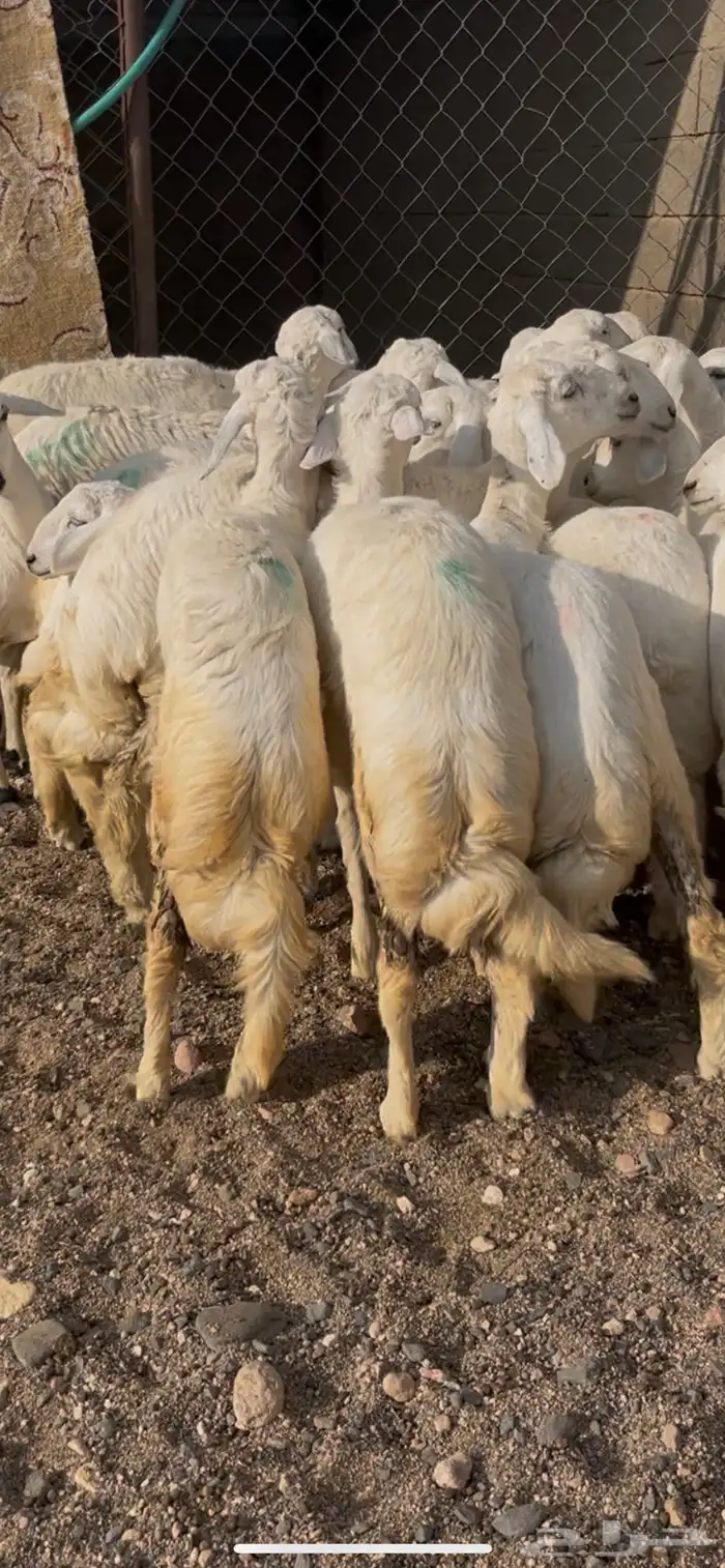 رخال صنف حلال شهران 0