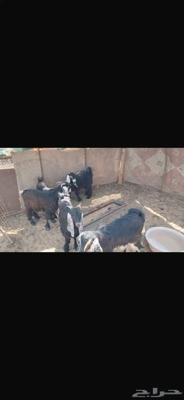تيوس وجفار مندي 0