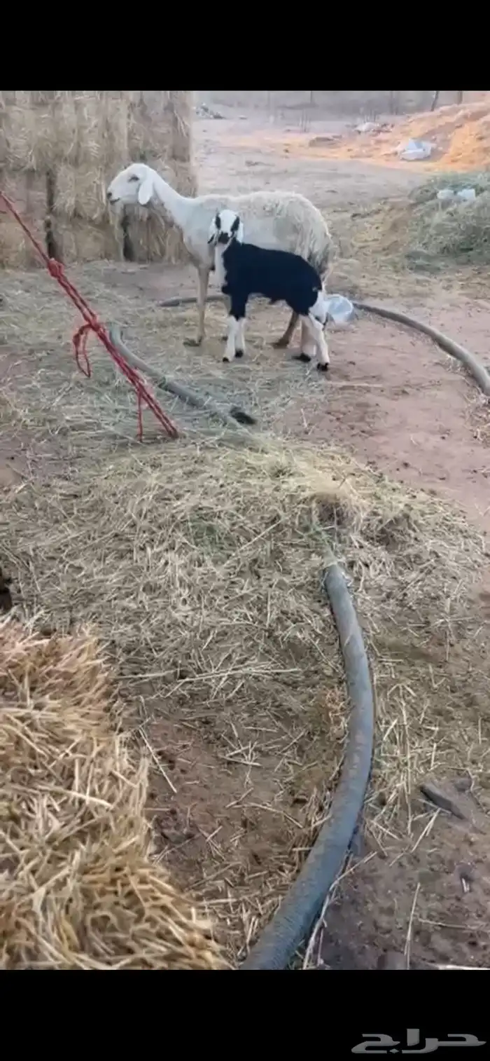 للبيع متبع حريه كفووو ( تم البيع ) 1