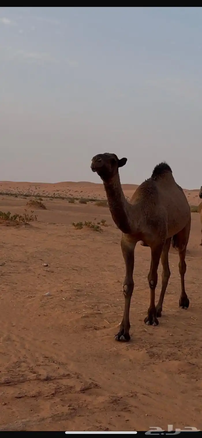 للبيع بكار مفاريد 0