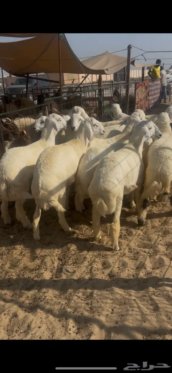 خرفان كناور نعيم ووسط وهرافي 12