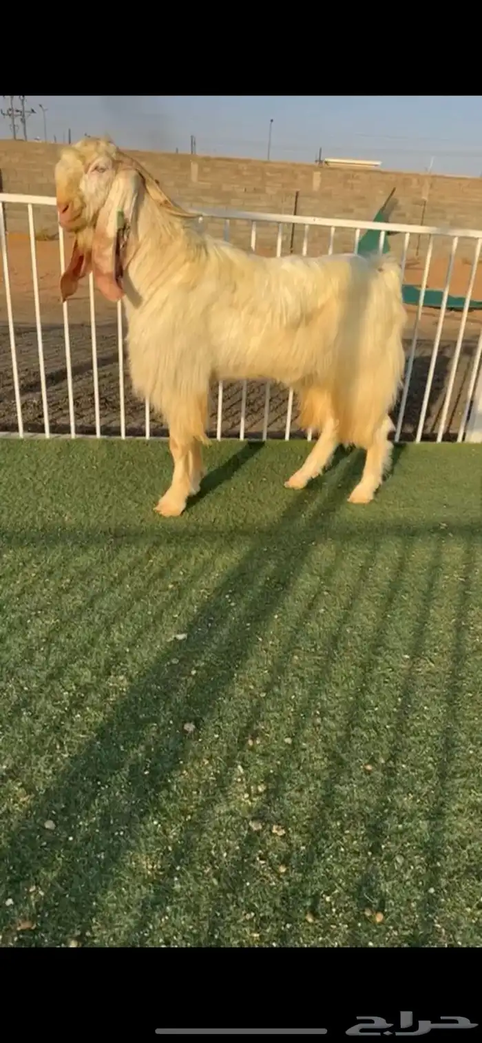 تيس مطور ثني خصم 1