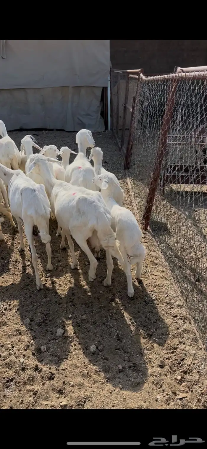 ضان ولد 8(مبيوعه) 4