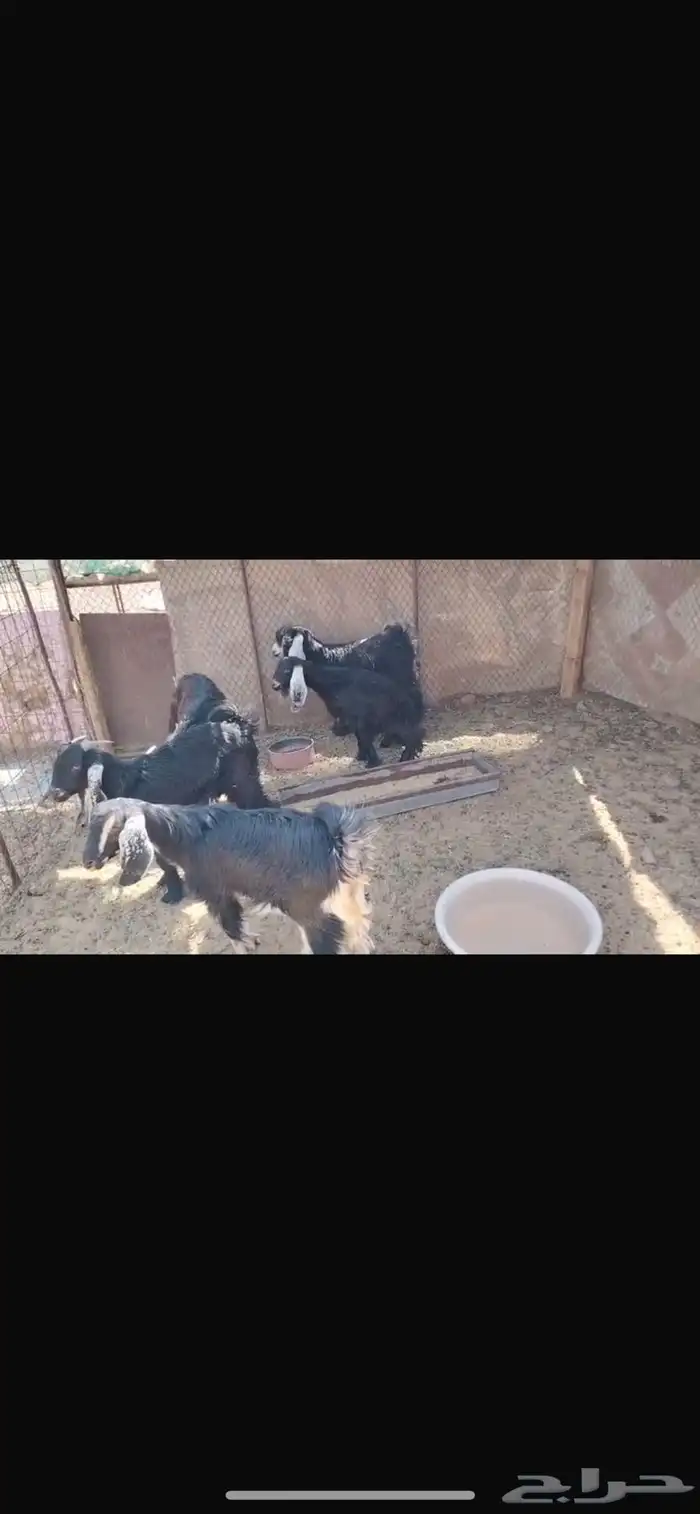 تيوس وجفار مندي 1