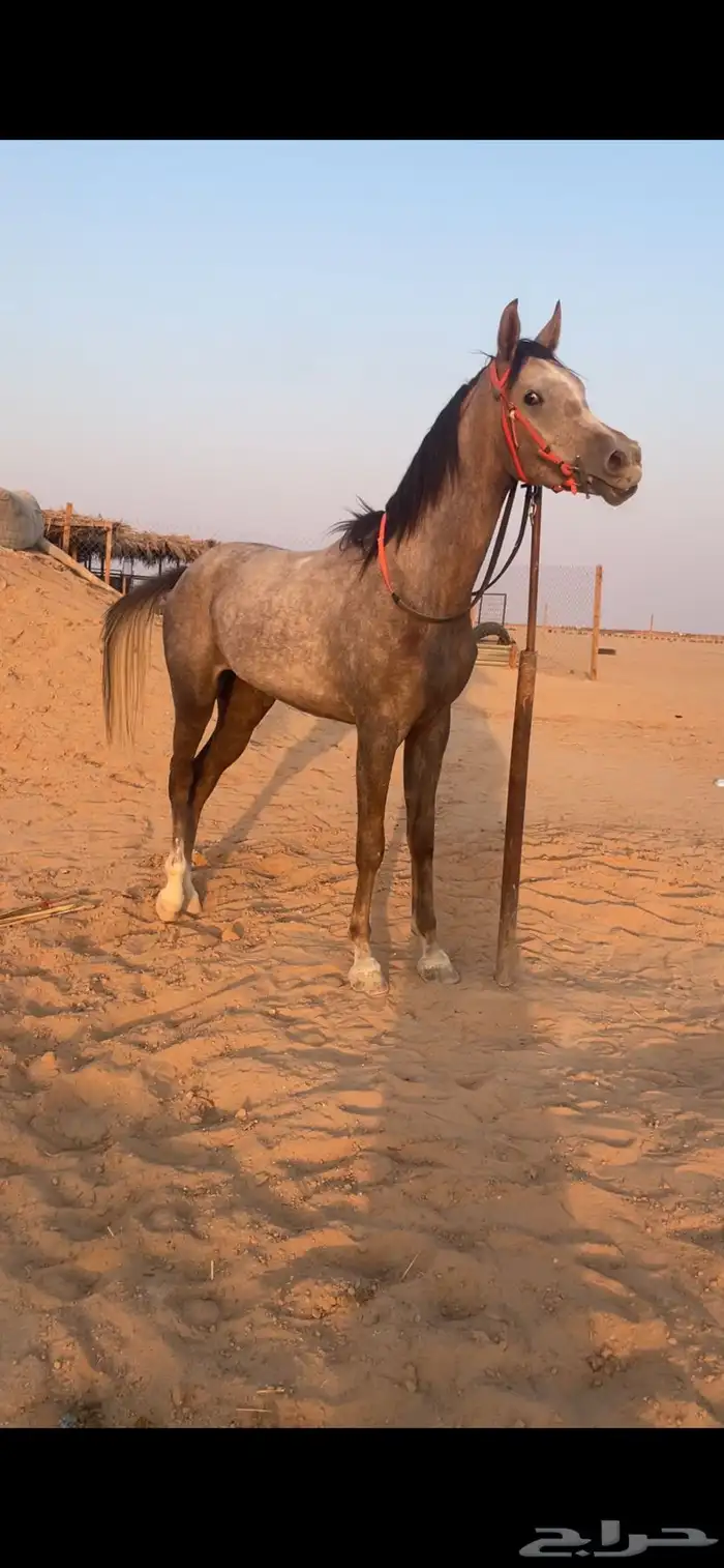 مهره شعبيه للبيع 0