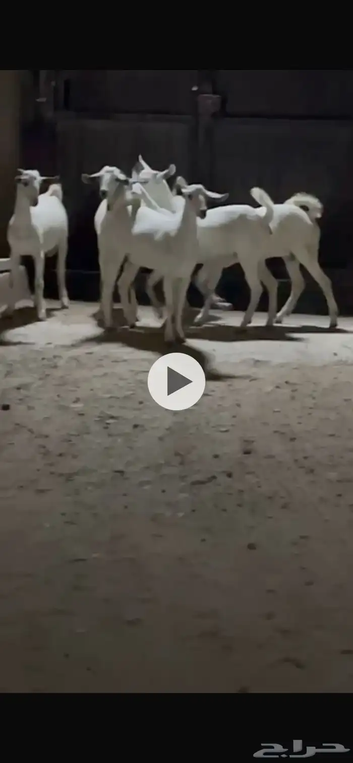 خمسه جفار بيشيات فاخره مضربه من فحل صنف 0