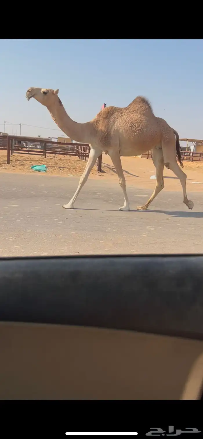 بكر جذعه لقحه على بعير طيب ومنتج 2