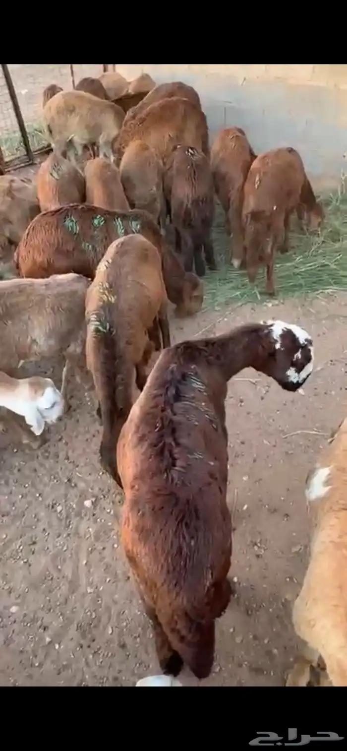للبيع سواكن حمري طيبات 0
