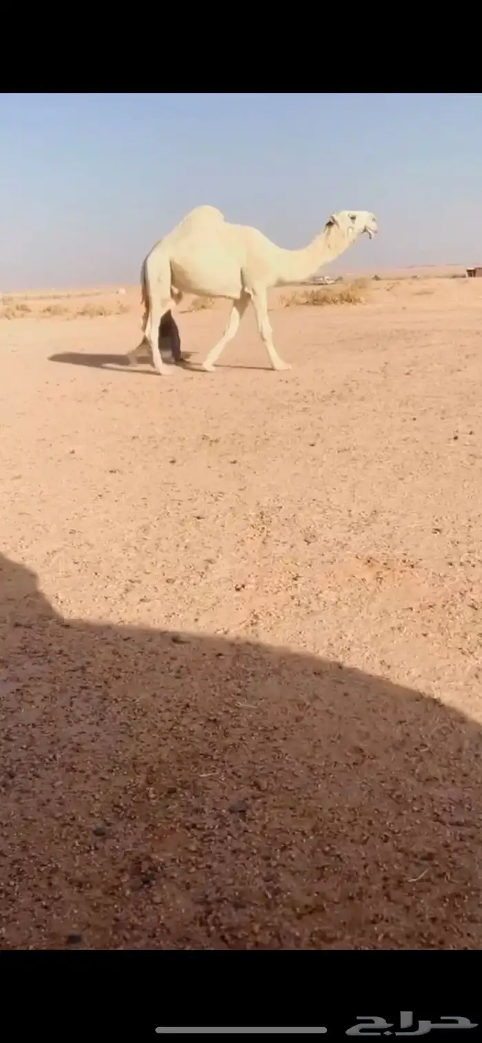 للبيع بعير منتج 0