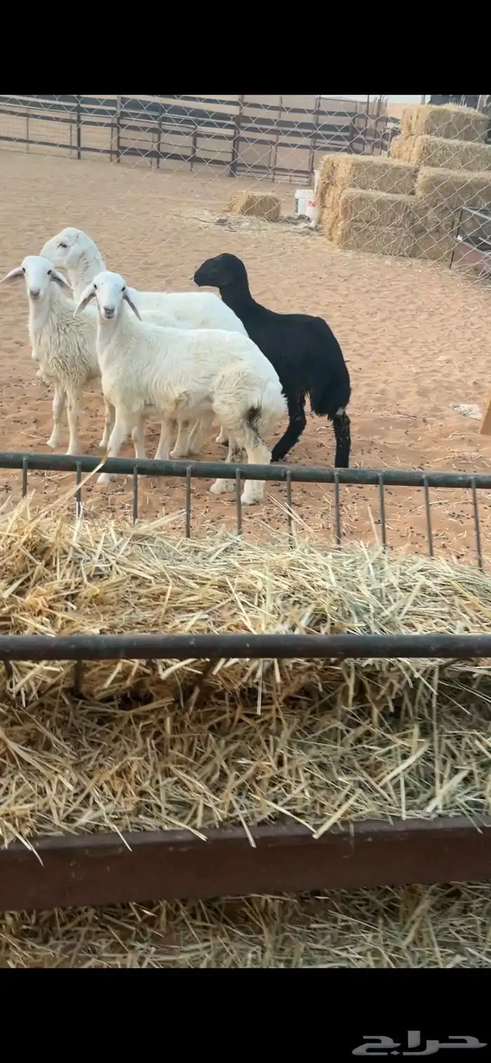 طليان حريات لبيع 1