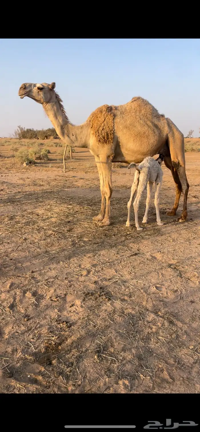 خلفه مصغر منيحه وهديه 0