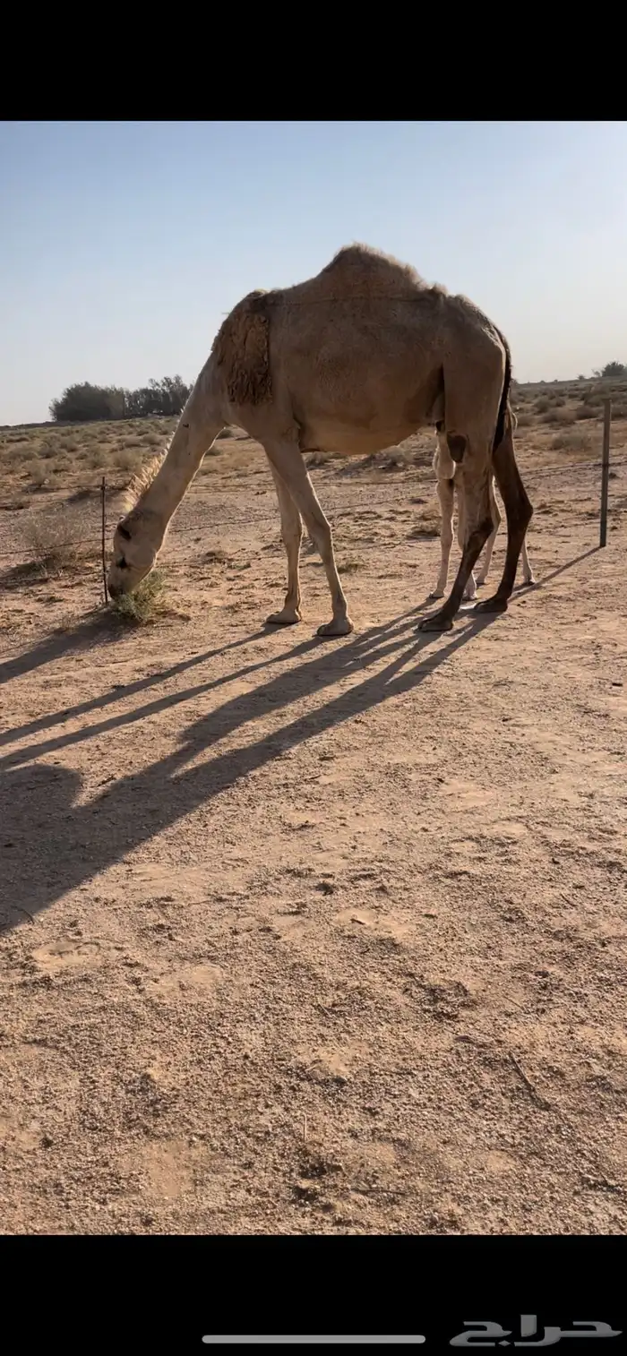 خلفه مصغر منيحه وهديه 1
