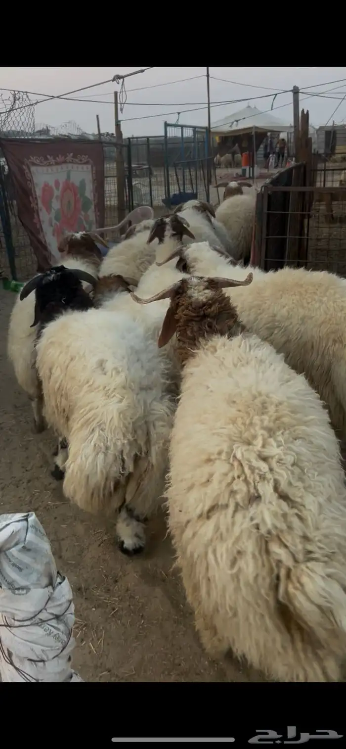 خرفان كناور نعيم ووسط وهرافي 7