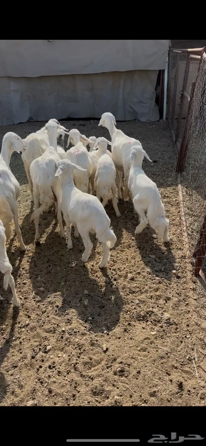 ضان ولد 8(مبيوعه) 5