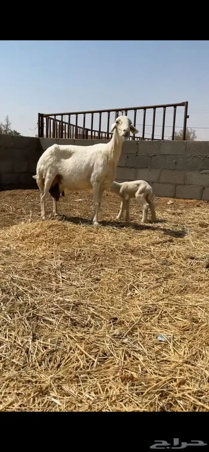 متبع حريه البيع 0