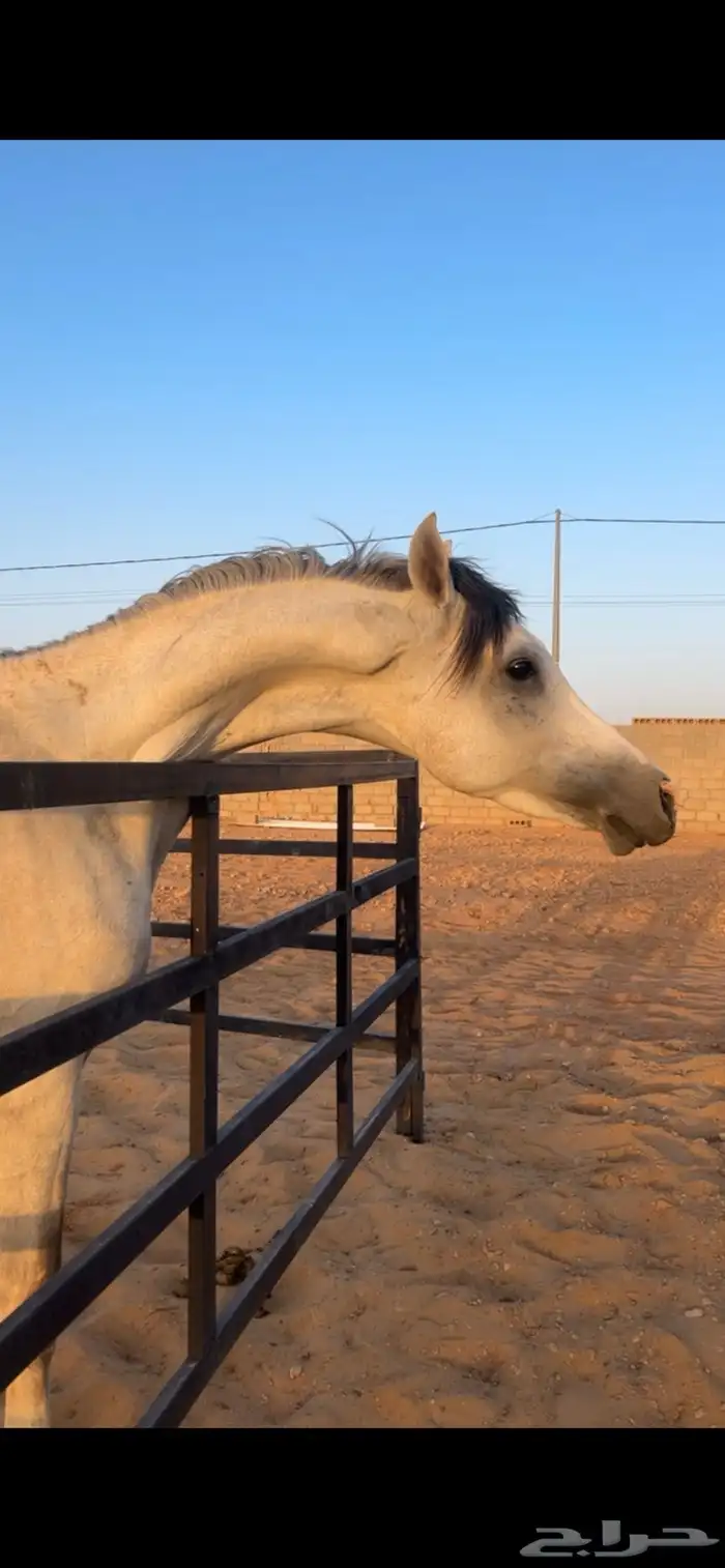 حصان عربي شعبي 4