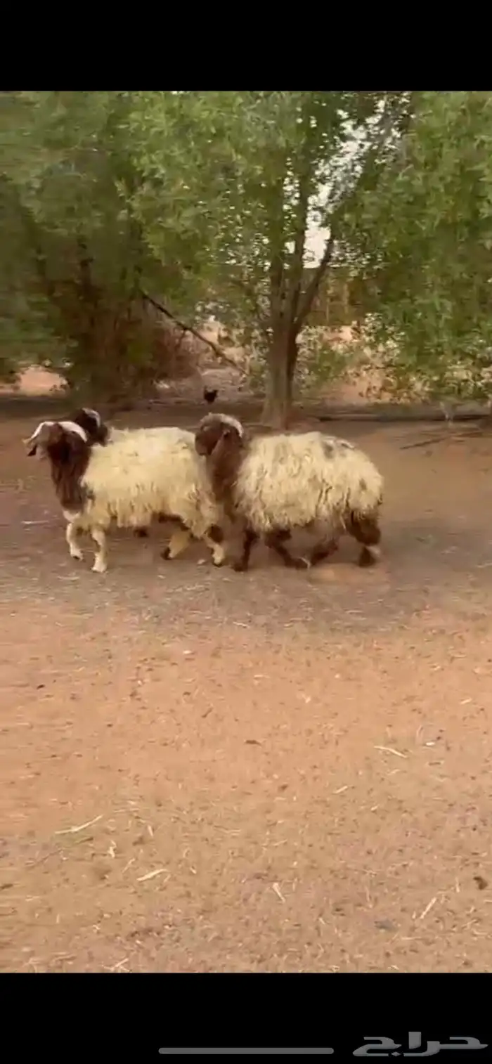 ذبايح نعيم 3 جذعان 3