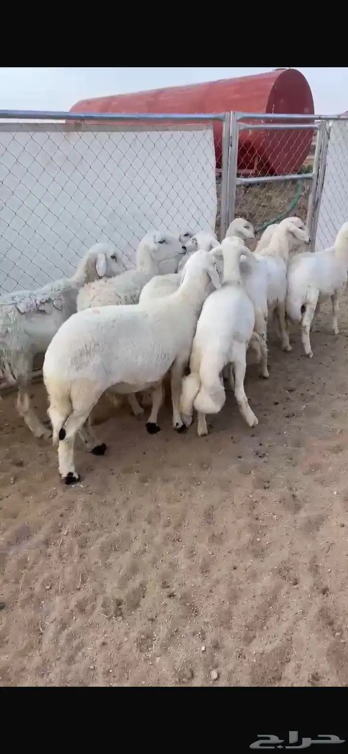 ضان ولد صنف تم البيع 0