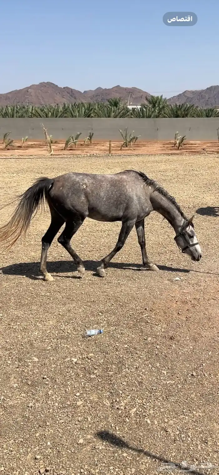 فرس شعبيه لقاح معسوفه جميله ما شاء الله العمر خمس سنوات 4