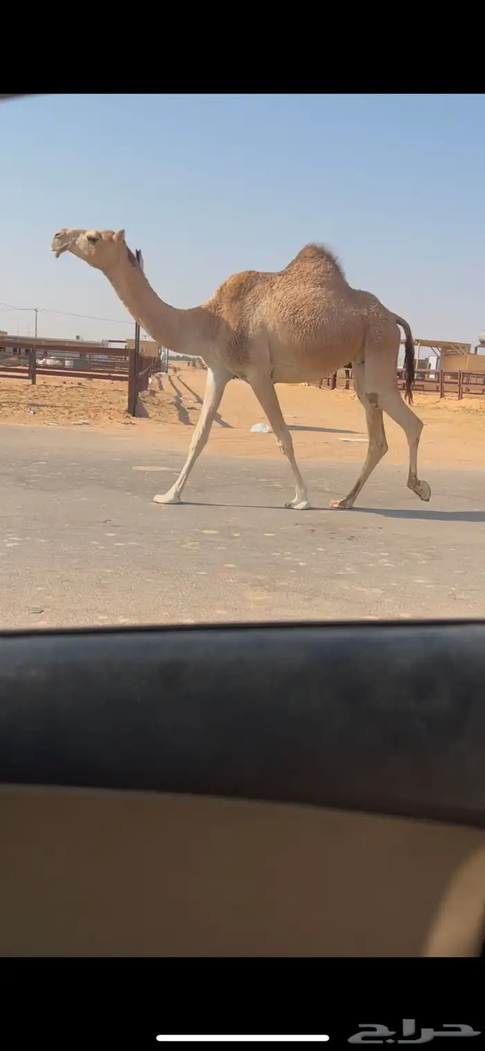 بكر جذعه لقحه على بعير طيب ومنتج 1