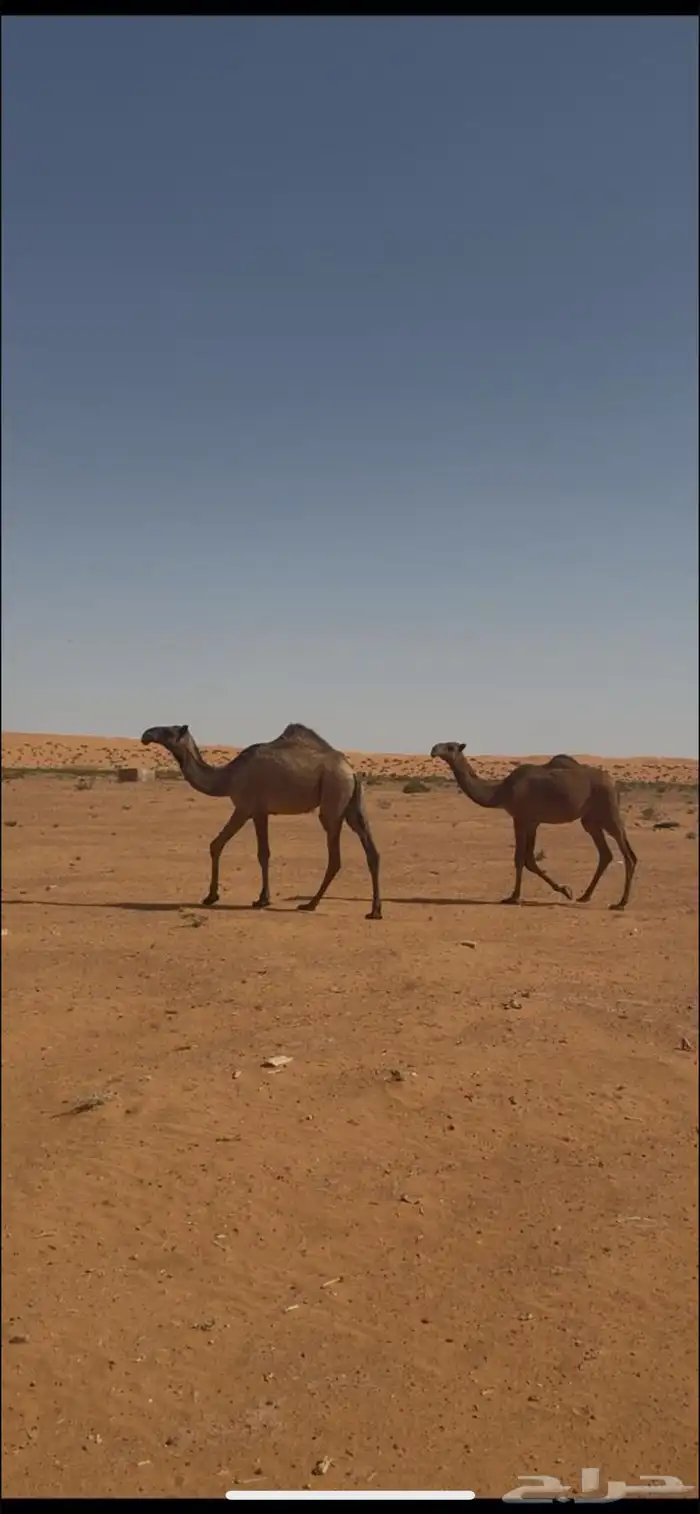 للبيع بكار مفاريد 1