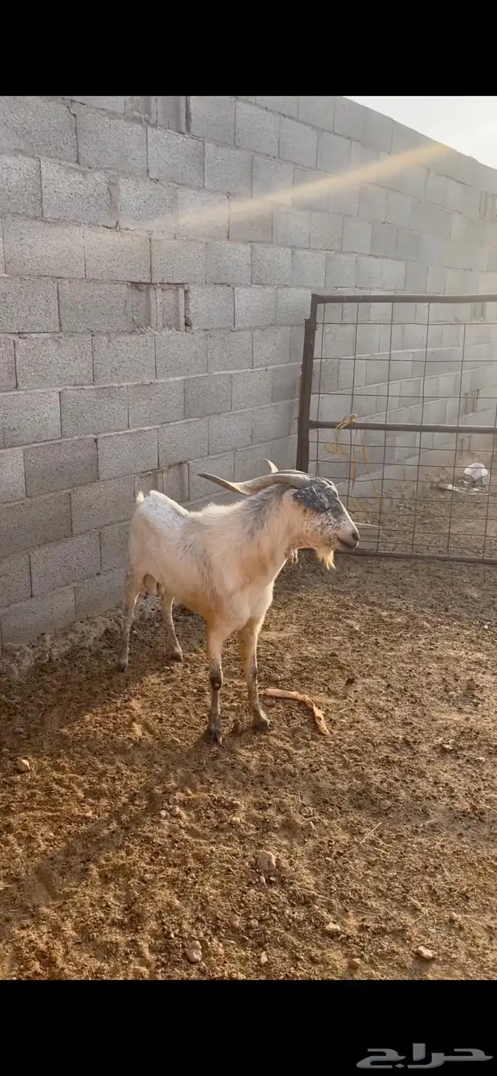 عرض تيس بيشي والد عندي ويقرع علي شرط 1