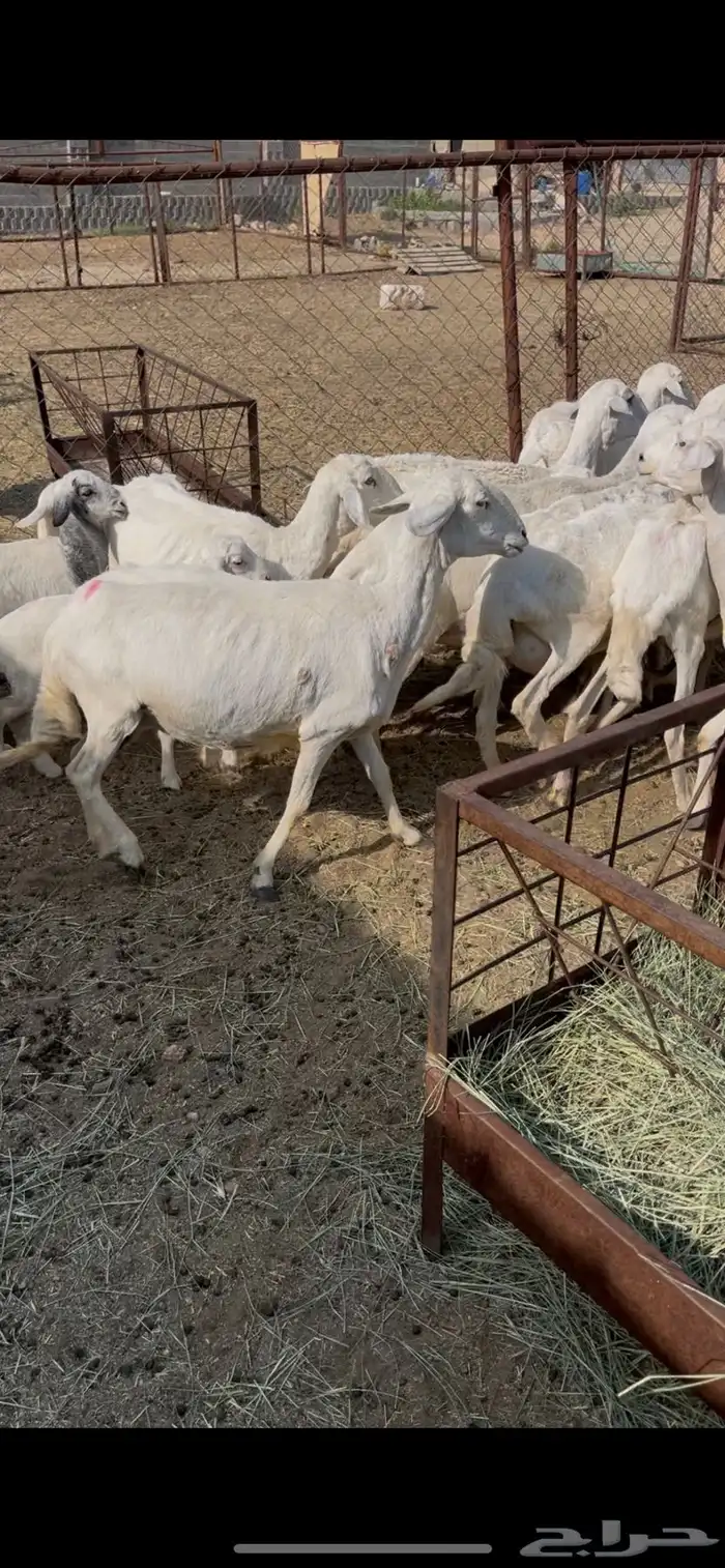 ضان ولد 8(مبيوعه) 1