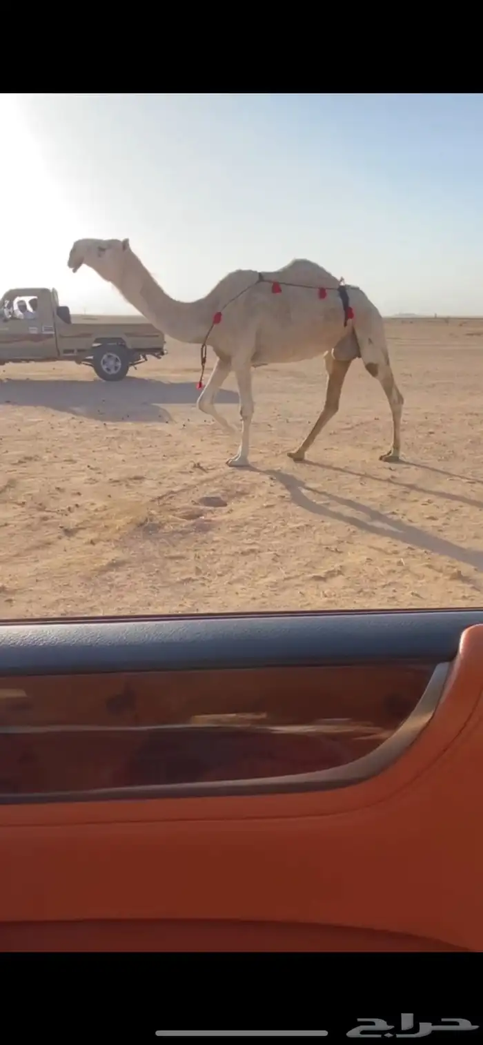 للبيع الضريبه الوضحا مسحوب ولدها قبل امس وعلى جميع الشروط 0