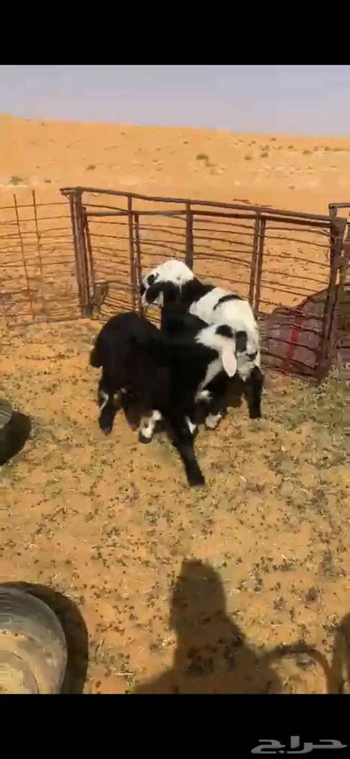 هرافي 1