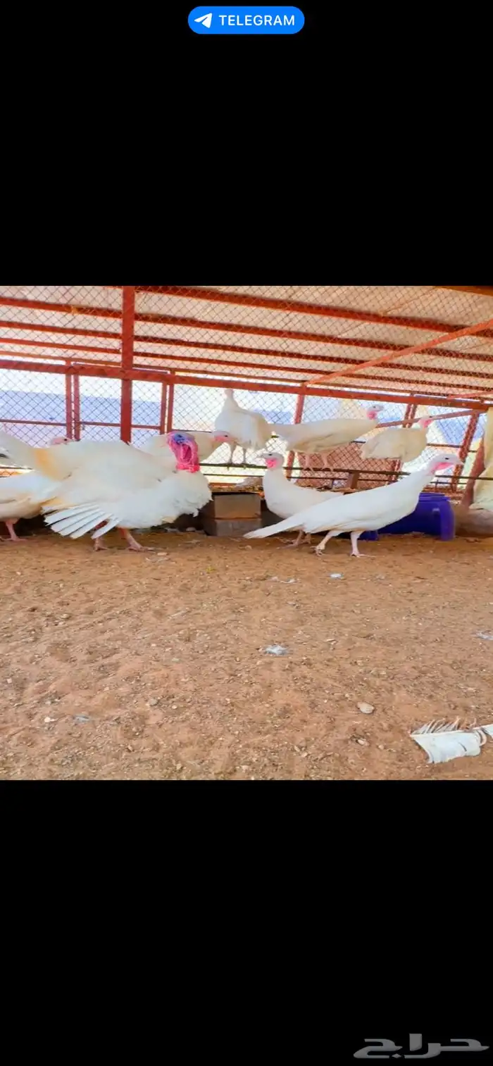 دجاج رومي وبيض رومي و فروخ رومي 2