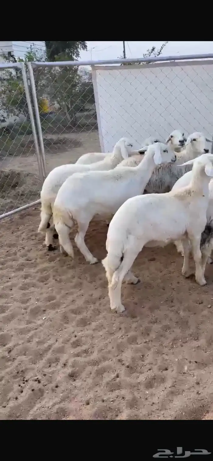 ضان ولد صنف تم البيع 1