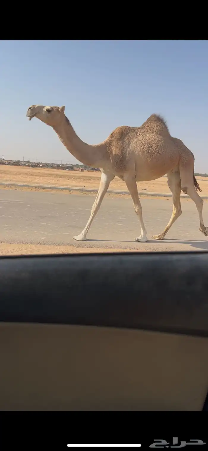 بكر جذعه لقحه على بعير طيب ومنتج 3