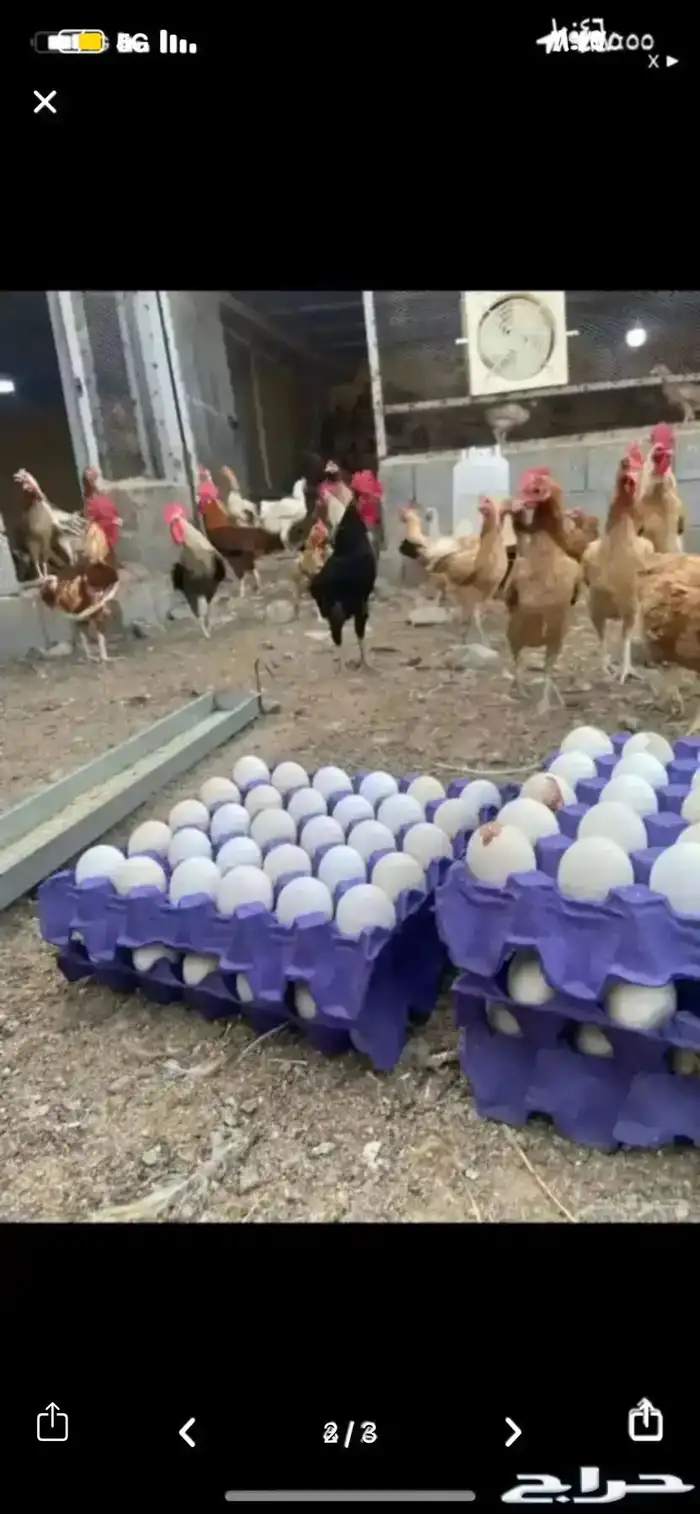 بيض بلدي مخصب نظيف ع الشرط 1