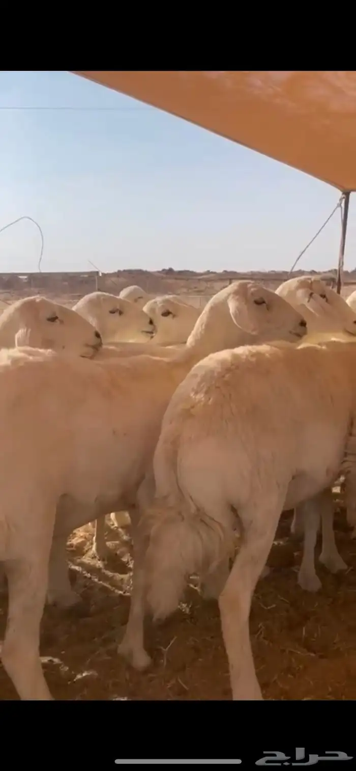 غنم حريات حرش مراح واحد وخوات بعض بفحلها 4
