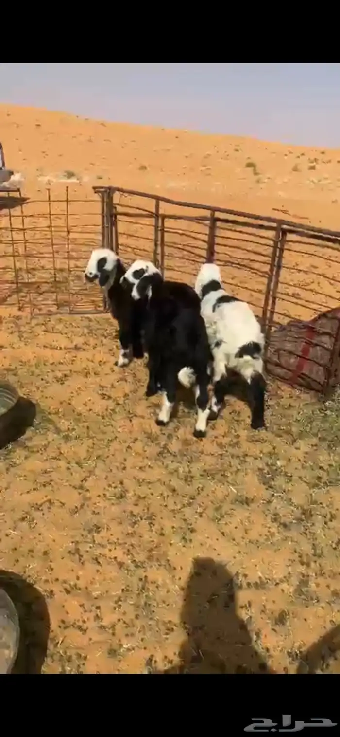 هرافي 3