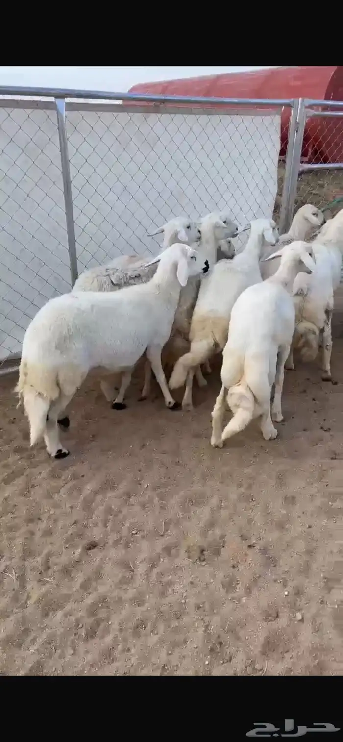 ضان ولد صنف تم البيع 4