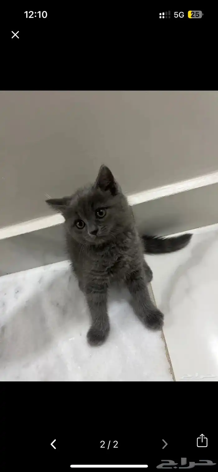 قط ذكر صغير للبيع مع اغراضه 2